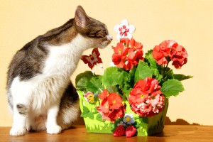 Cats and Poison Prevention