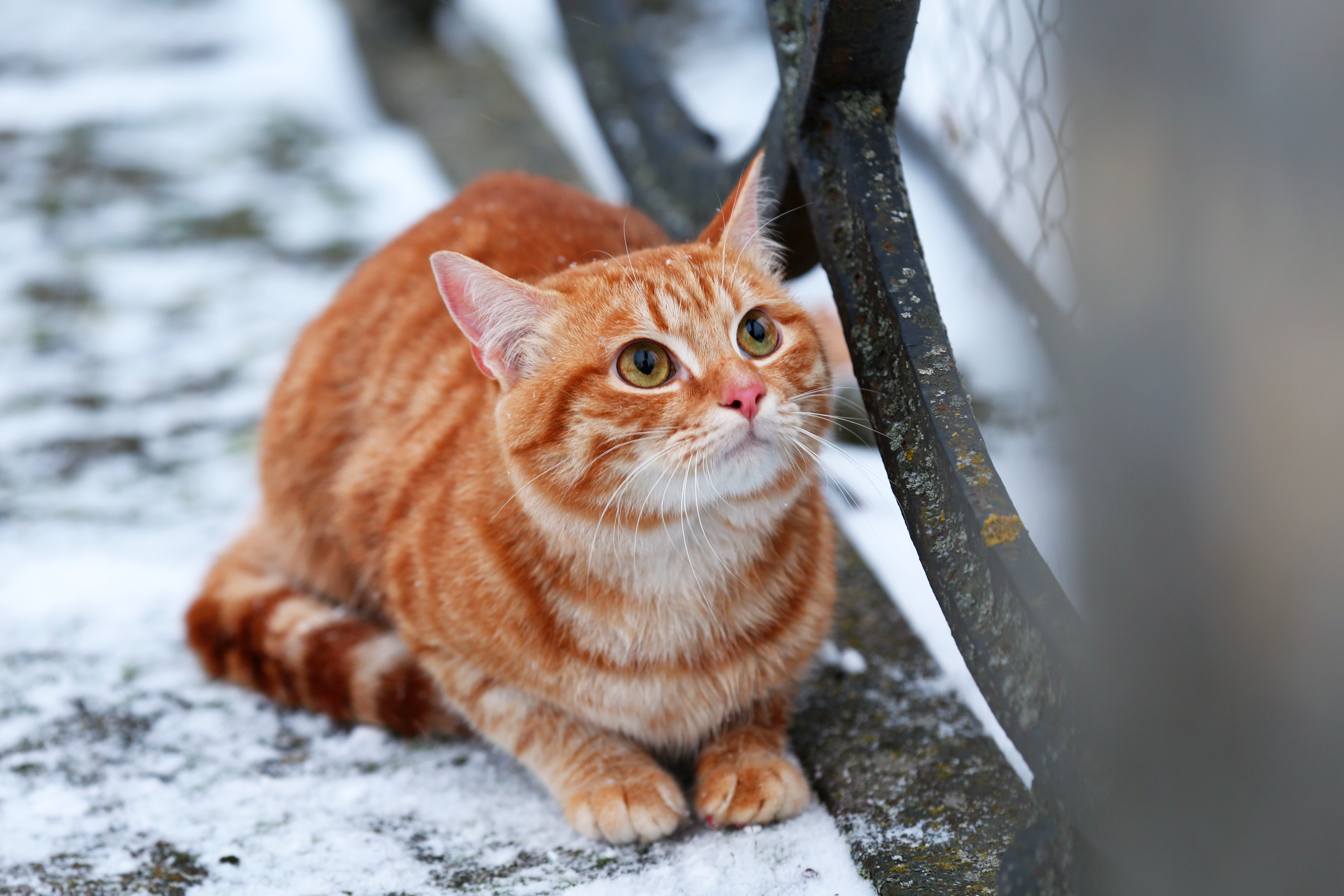 Caring for Cats in Winter Cat Tales