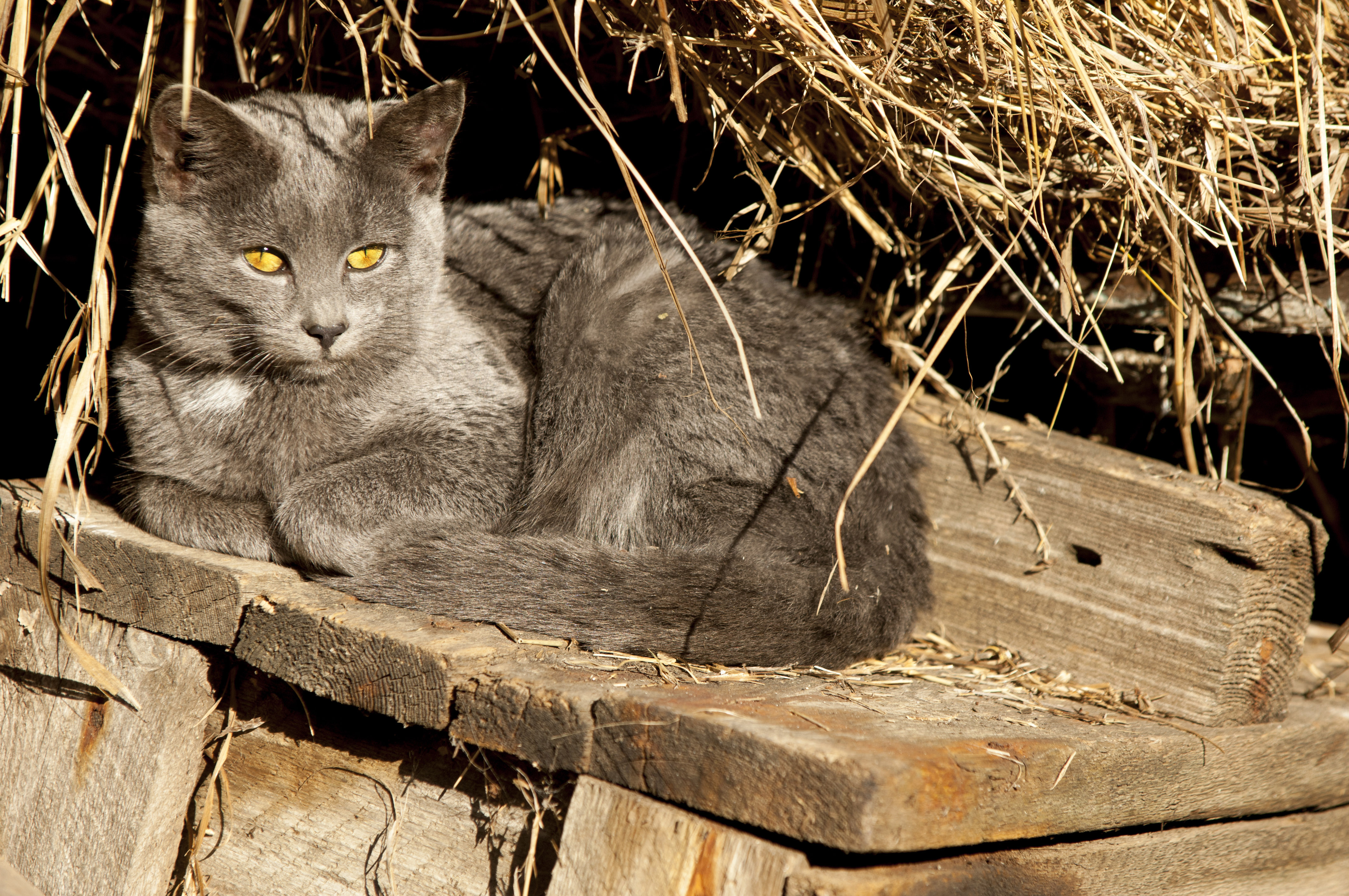 ferals-strays-and-barn-cats-cat-tales