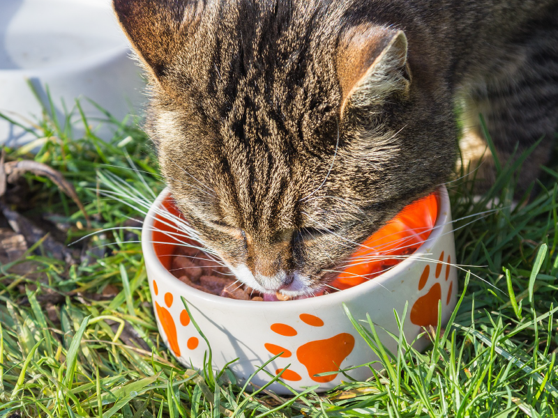 What’s In Your Cat’s Food? Cat Tales