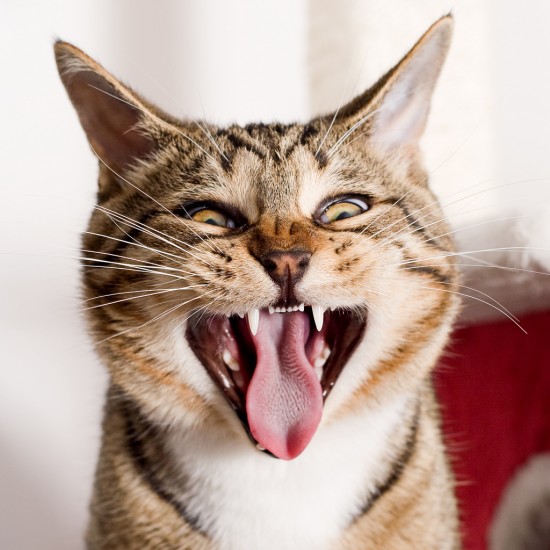 Clean Cat Teeth 101 - Cat Tales