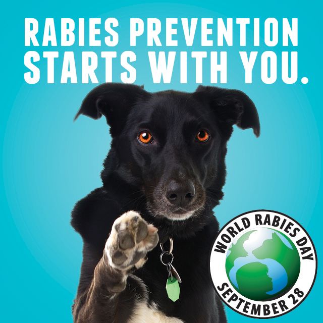 Cats and World Rabies Day - Cat Tales