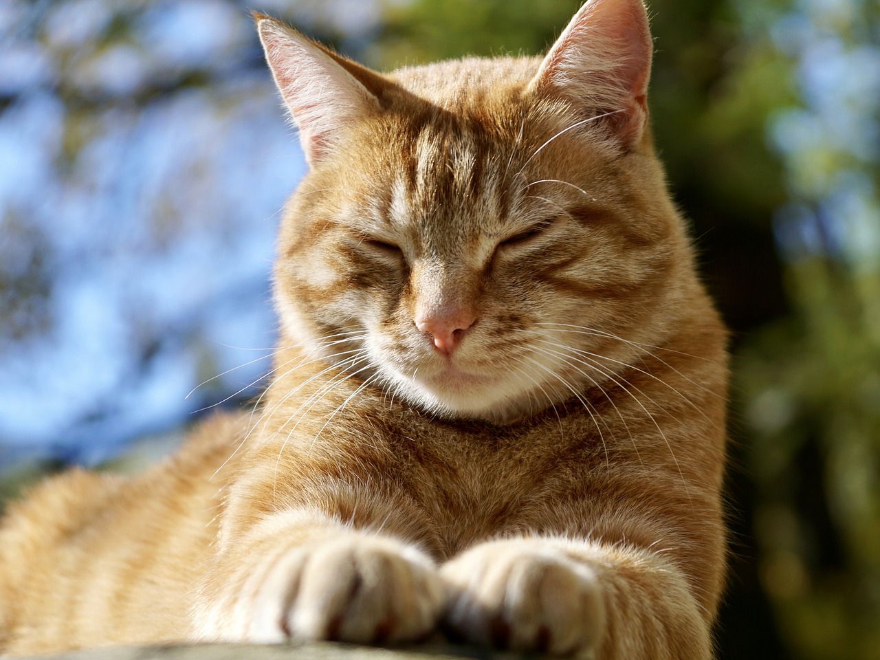 An orange tabby cat.