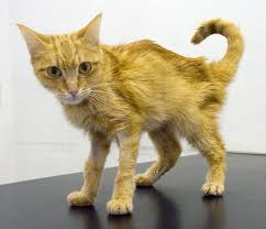 hyperthyroidism feline clinical renal malattia cronica accorgersi insufficienza anziani gatti renale morire miciogatto