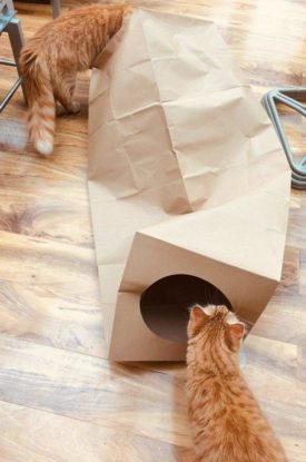 cat tunnels inside