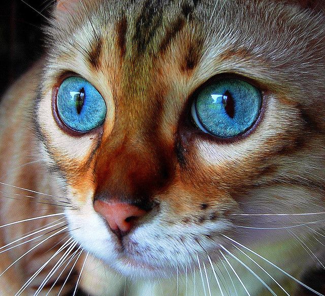 Blue eyed tiger cat - Cat Tales
