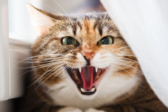 Angry-cat-growling-or-hissing-ears-back - Cat Tales