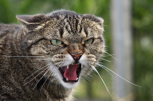 Angry meow  Kitty, Angry, Cats