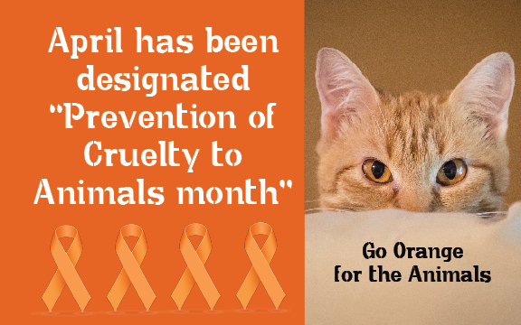 Go Orange” in April for the Animals” - Cat Tales