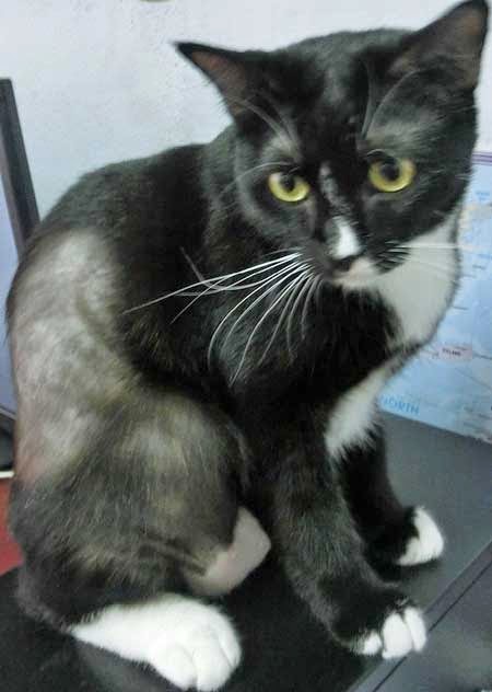 Hair Loss in Cats - Cat Tales