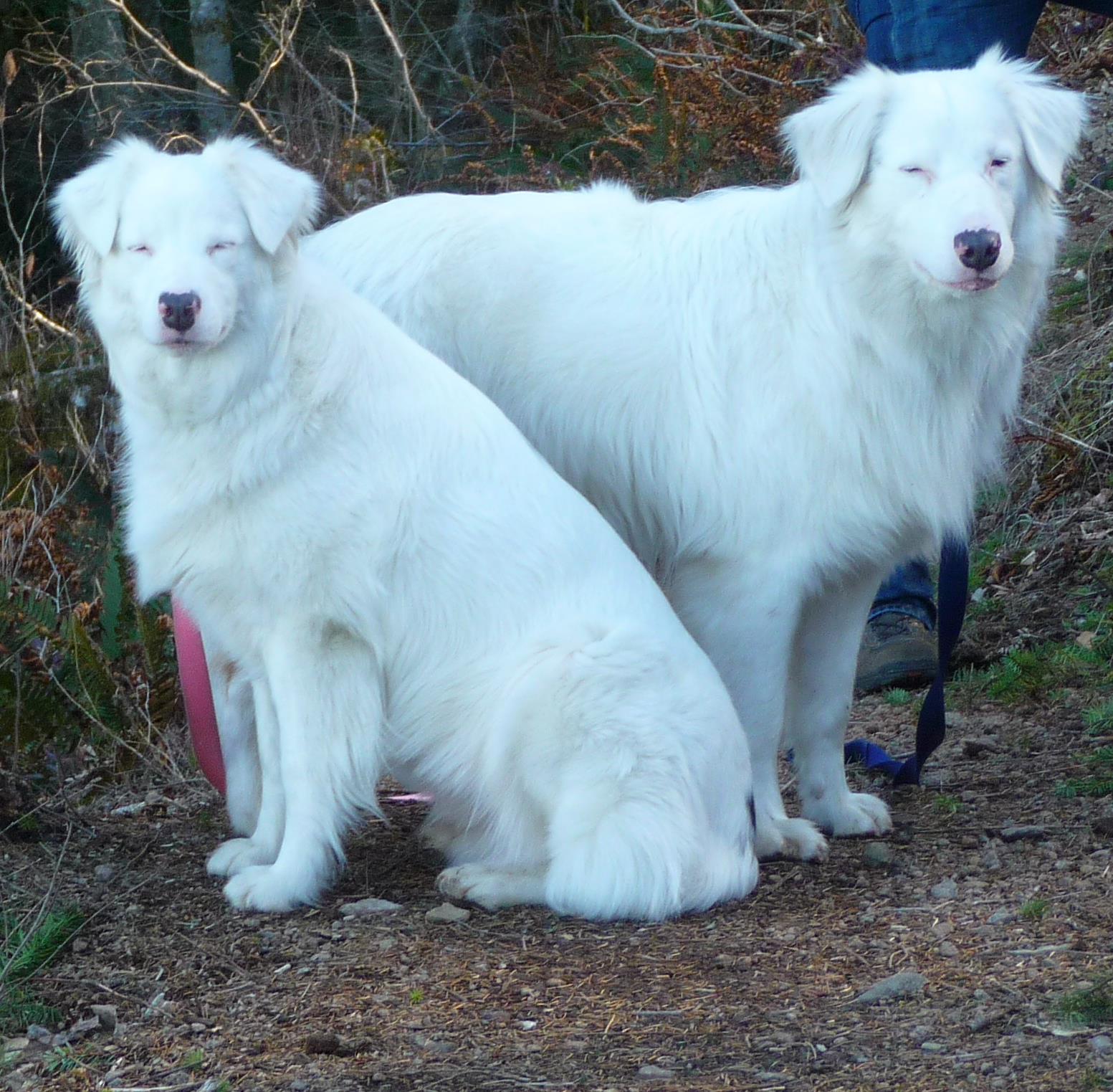 Aussie shop double merle