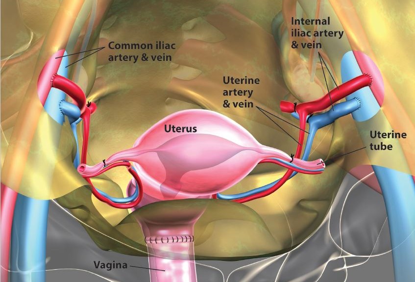 Cleveland Clinic Performs First Uterus Transplant In U S Healthbeat