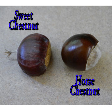 Horse Chestnuts Poisonous