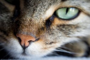 Cat Noses: Wet vs Dry