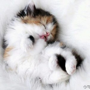 Fading Kitten Syndrome and Fostered Kittens