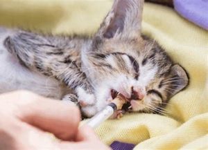 Fading Kitten Syndrome and Fostered Kittens