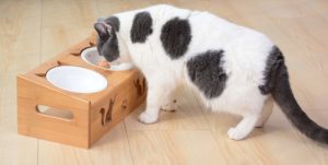 The Benefits of Elevated Cat Bowls