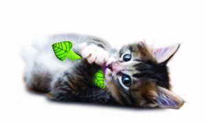 Tips to Help Teething Kittens
